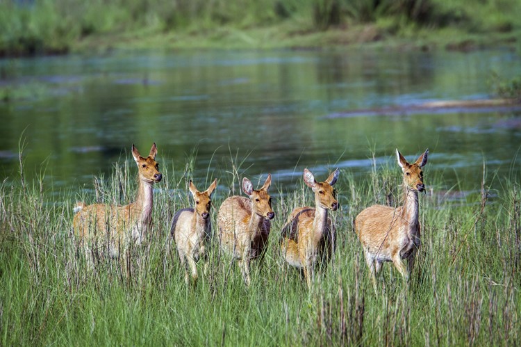 Moerasherten in Bardiya National Park